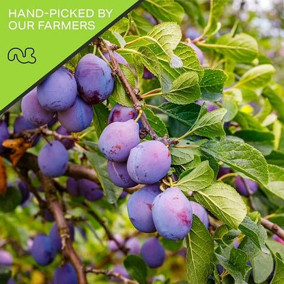Nut Cravings Dried Prunes Pitted Unsweetened, Dry Plums No Sugar Added (80oz - 5 lbs)