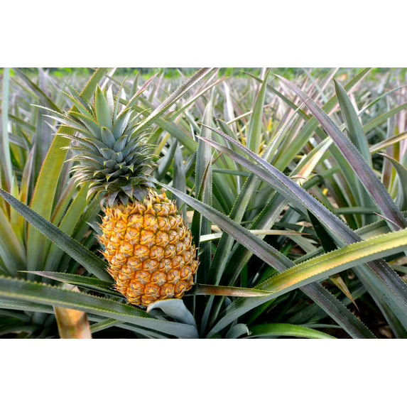 Diced Dried Pineapple, 0.5 Pounds — Kosher, Vegan — by Food to Live
