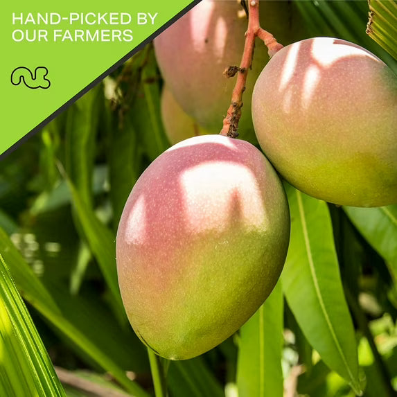 Sun Dried Mango Slices, with Sugar Added 32oz by Nut Cravings