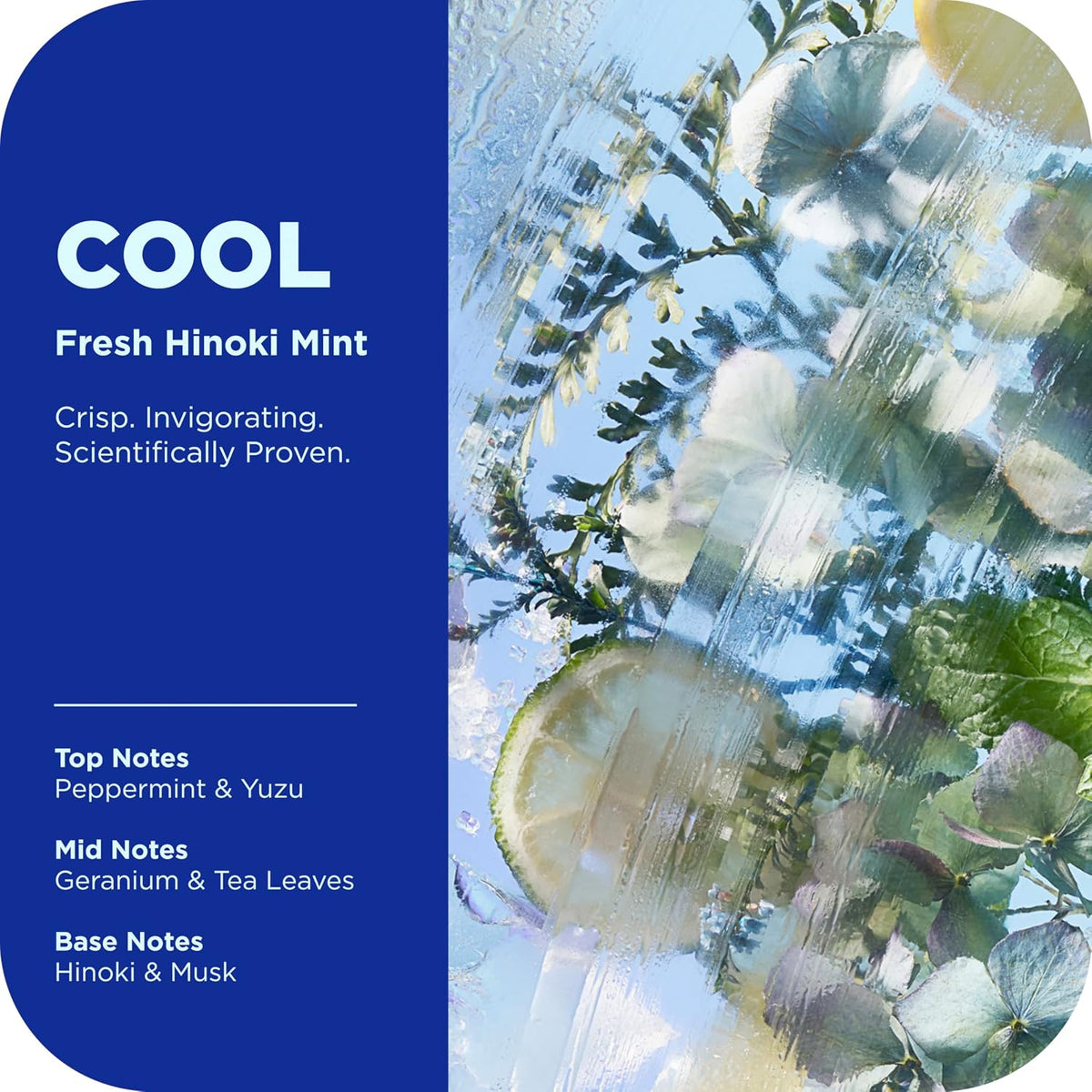 OLLY Body Wash Cool Mood + Skin Infused with arnica & vitamin B12 17 Fl Oz