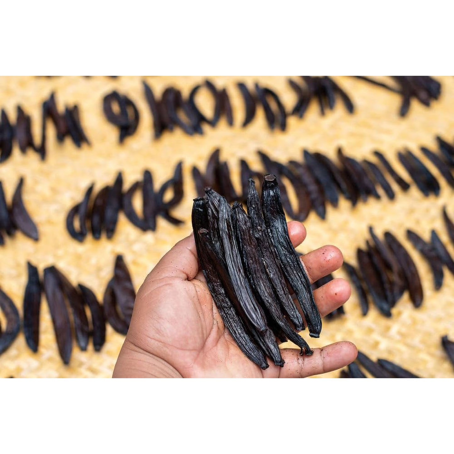 Guatemalan Vanilla Beans Whole Grade A Vanilla Pods for Homemade Vanilla Extract, Baking, Ice Cream, Flavoring, & Vanilla Powder - (25 Pack)