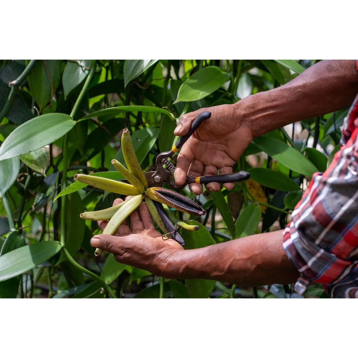 Guatemalan Vanilla Beans Whole Grade A Vanilla Pods for Homemade Vanilla Extract, Baking, Ice Cream, Flavoring, & Vanilla Powder - 1 LB