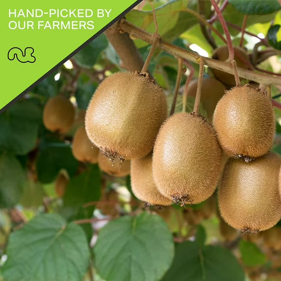 Dried Kiwi Slices, with Sugar Added 32oz by Nut Cravings