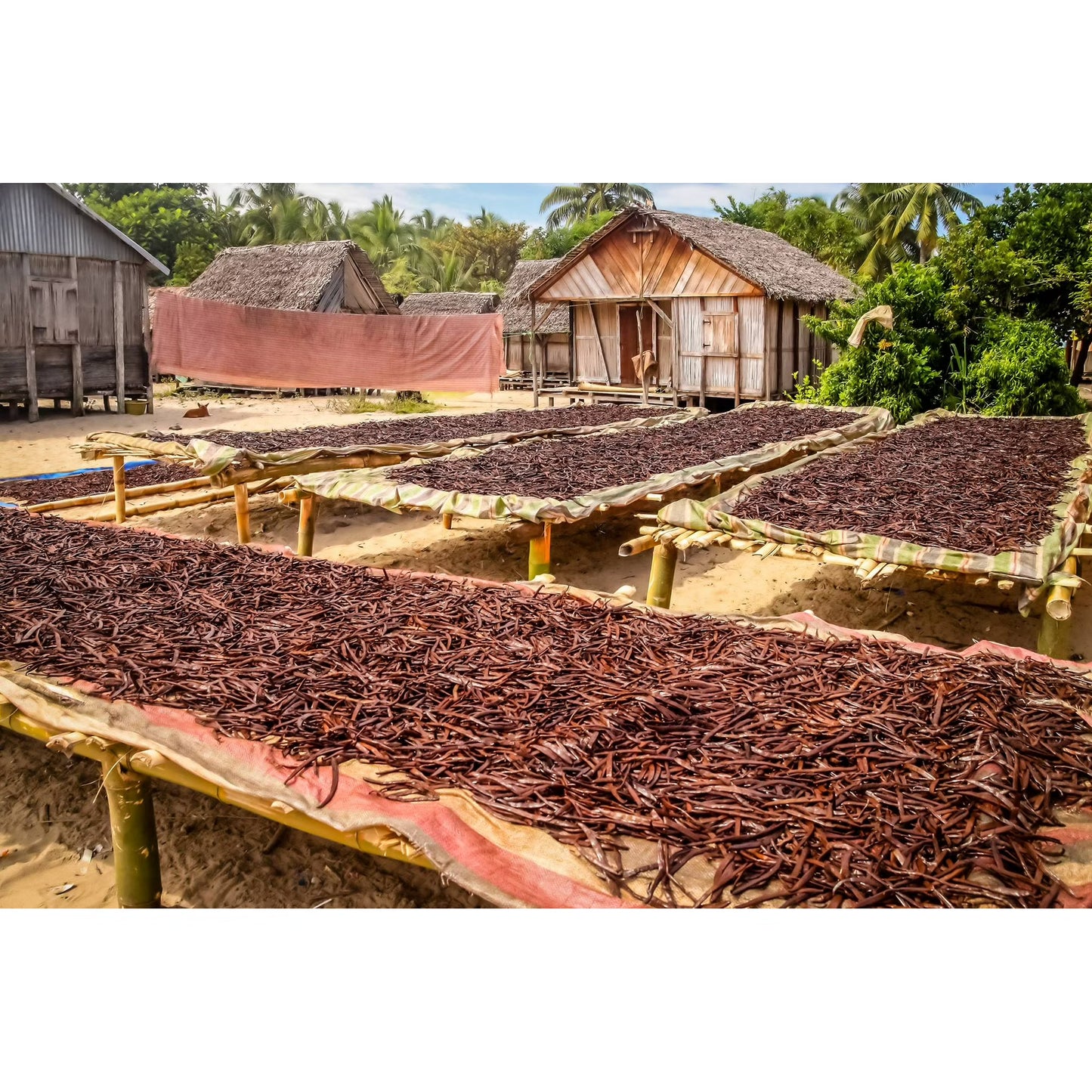 1/2 LB Organic Madagascar Vanilla Beans. Whole Grade A Vanilla Pods for Vanilla Extract and Baking - 8 Ounces